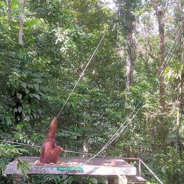 Spectacular Orang Utan 😍