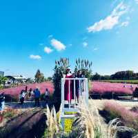 Pink Paradise: Pyeongtaek’s Autumn Gem