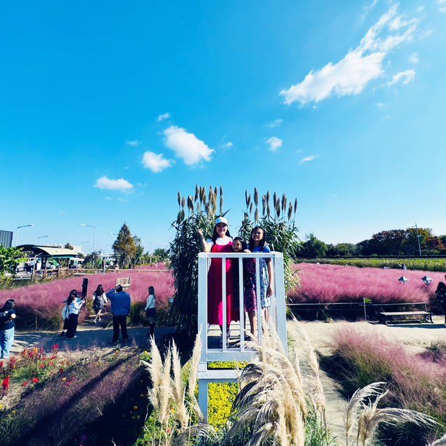 Pink Paradise: Pyeongtaek’s Autumn Gem