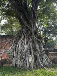 Bangkok❕Ayutthaya❕Phuket❕Phiphi Island❕