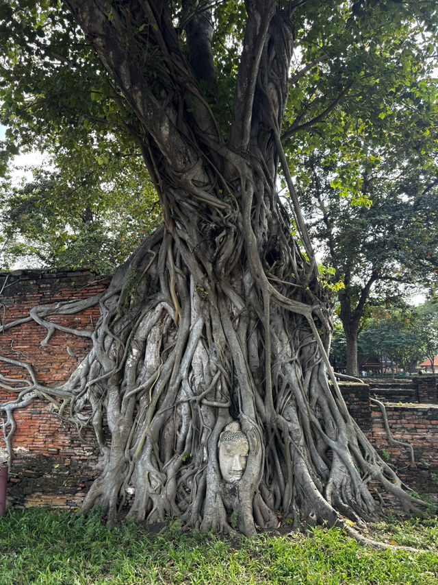 Bangkok❕Ayutthaya❕Phuket❕Phiphi Island❕