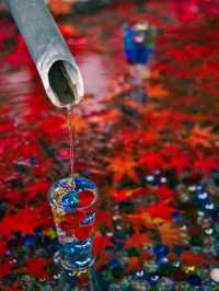【紅葉特集】ビー玉の手水が映え📸神秘的な雰囲気を醸し出す紅葉スポットを紹介🔍駐車場攻略付🅿️