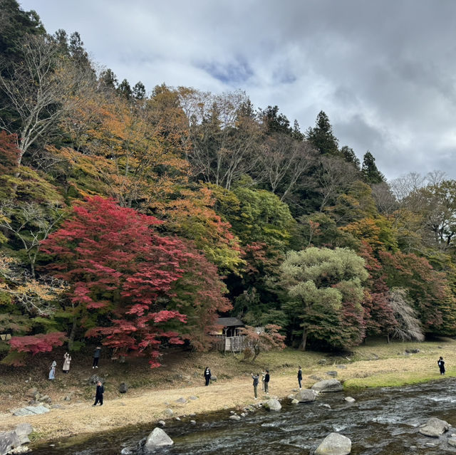 紅葉滿天的紅葉谷大吊橋