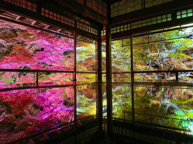 【京都】幻想的すぎるライトアップされた絶景紅葉