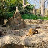 於宇部市常盤動物園探索奇珍異獸