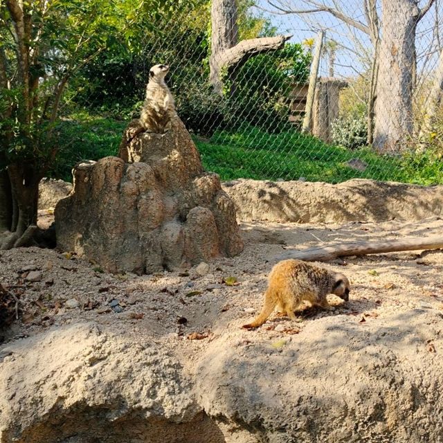 於宇部市常盤動物園探索奇珍異獸