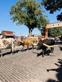 ［沃斯堡旅遊］Stockyards Station-你不想錯過的牛仔小鎮🤠