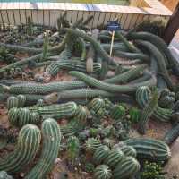 深圳仙湖植物公園