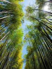 IG打卡竹林小徑🇯🇵🎋