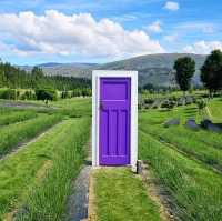 Soothing Bliss: Wanaka Lavender Farm, a Must-Visit Haven