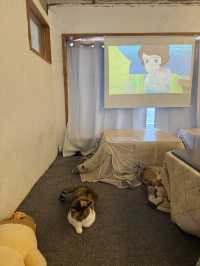 부산 10마리 이상의 고양이+코타츠+지브리 감성의 카페🐾 후미후미