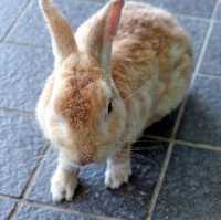 เกาะโอคุโนะชิมะ (Okunoshima) หรือ เกาะกระต่าย