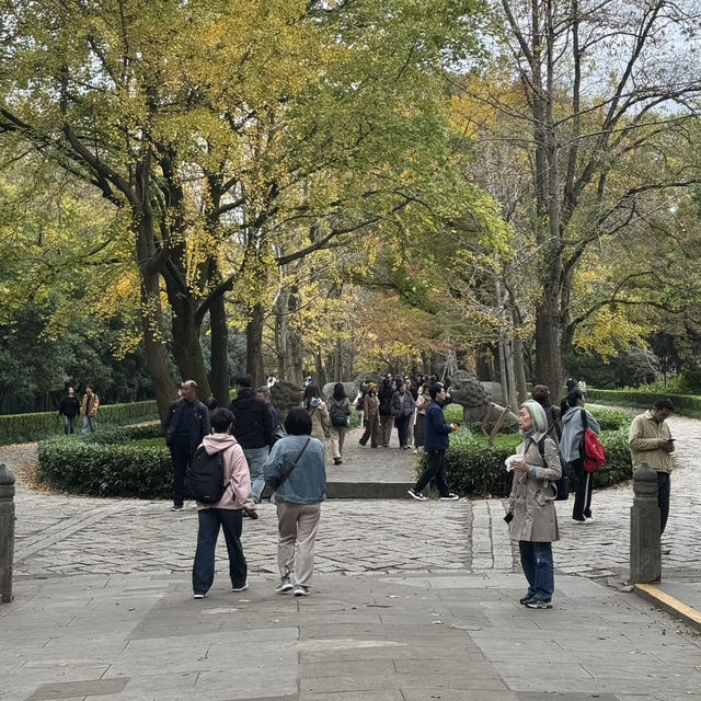 Beautiful Wutong Avenue in Nanjing Beautiful Wutong Avenue in Nanjing