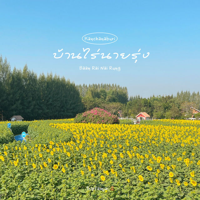 🌻ทานตะวันบานแล้วที่กาญจนบุรี