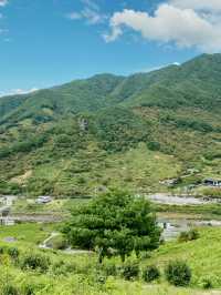 지리산 자락의 초록 물결, ‘정금차밭’ 🍃