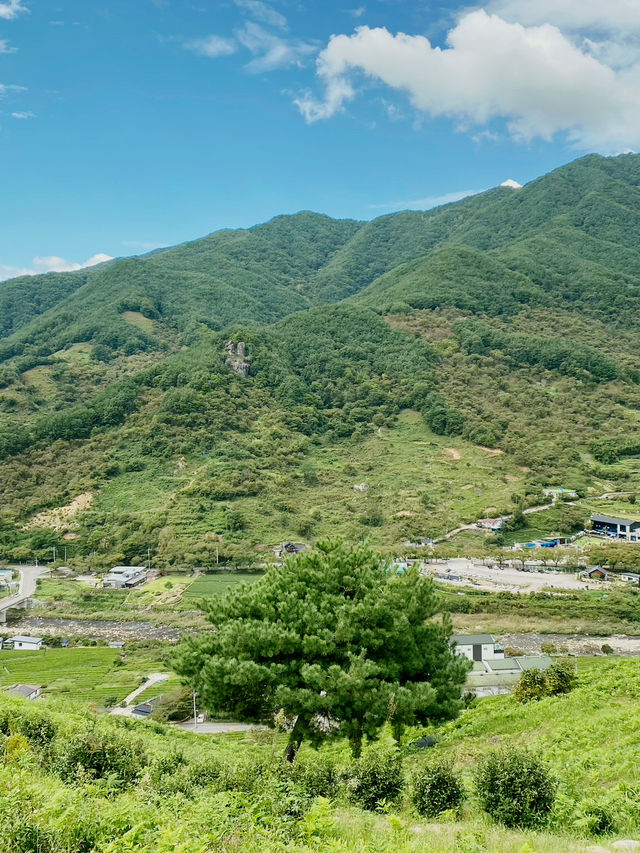 지리산 자락의 초록 물결, ‘정금차밭’ 🍃
