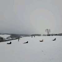 北海道旅遊🥳四季彩之丘雪景打卡熱點💓自駕雪車體驗分享🛞