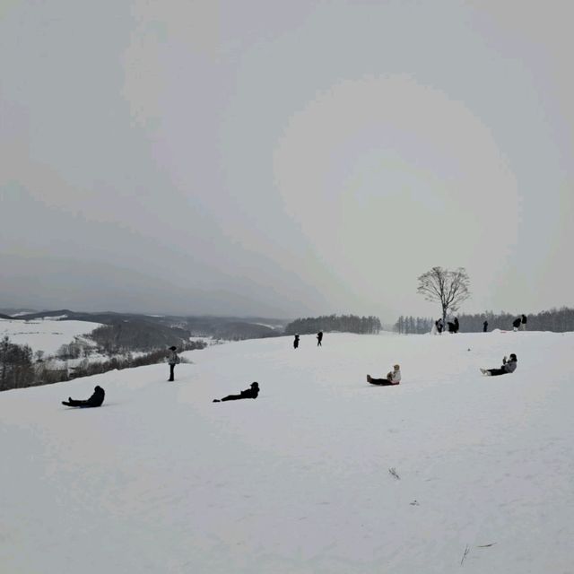 北海道旅遊🥳四季彩之丘雪景打卡熱點💓自駕雪車體驗分享🛞
