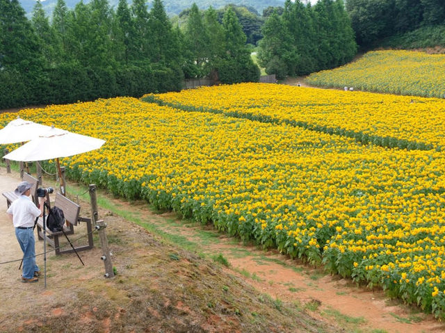Sera Kogen Farm - Sunflower Festival