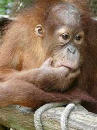 Embrace the Wild: My Adventure at Taman Safari Indonesia