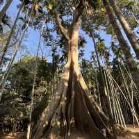 The Giant Tree at Ban Sanam