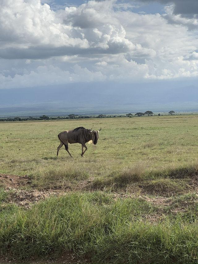 Safari trip at Amboseli National Park 🇰🇪