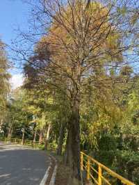 桃園 大溪 落羽松公園  秋冬轉瞬之美