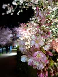 【伊豆×初春の旅】  夜に浮かび上がる河津桜  