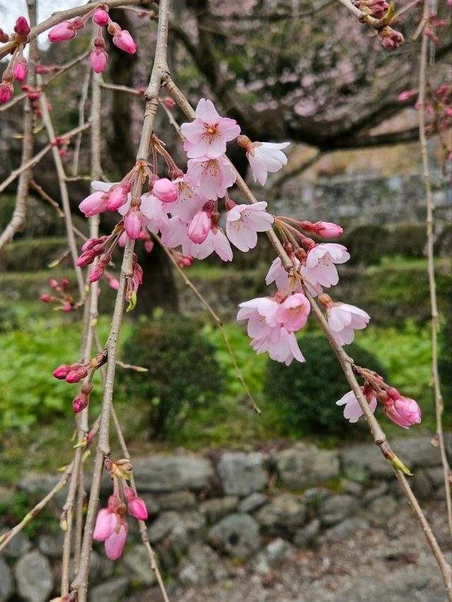 【明王寺のしだれ桜】