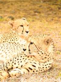 【モーリシャス】急接近！チーターをわしゃわしゃ🐆