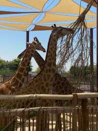 Have fun at the Dubai safari park ✨
