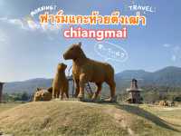 ถ้าเหงาลองไป...‘ฟาร์มแกะห้วยตึงเฒ่า’ เชียงใหม่
