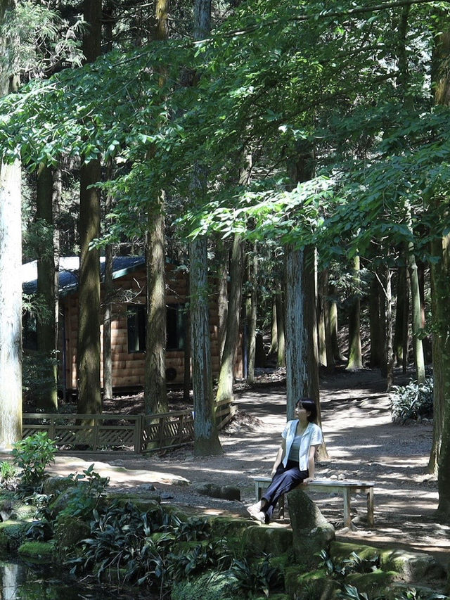 보성 녹차밭 여행 🍃