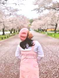Osaka in Bloom: 2-Day Cherry Blossom Adventure & Universal Studios Magic