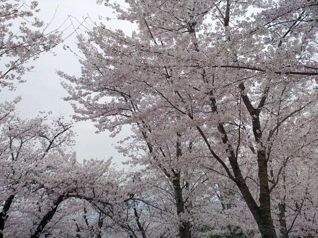 하얀 벚꽃이 동산 가득,세계문화유산 속으로🌸