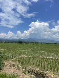 Driving Past the Spider Web Rice Fields: A View Like No Other 🚗🌾 