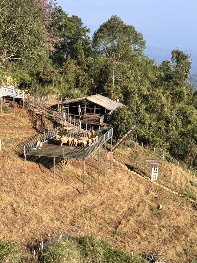 Yoddoi Monjam