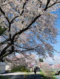 Kannonji River ซากุระริมน้ำสุดโรแมนติกแห่งฟุคุชิมะ