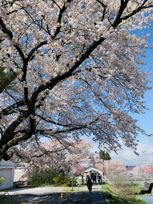 Kannonji River ซากุระริมน้ำสุดโรแมนติกแห่งฟุคุชิมะ