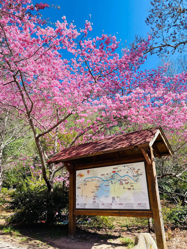 武陵農場櫻花美景