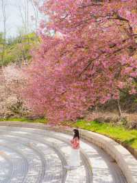 부산 근교 겹벚꽃 명소 모음🌸