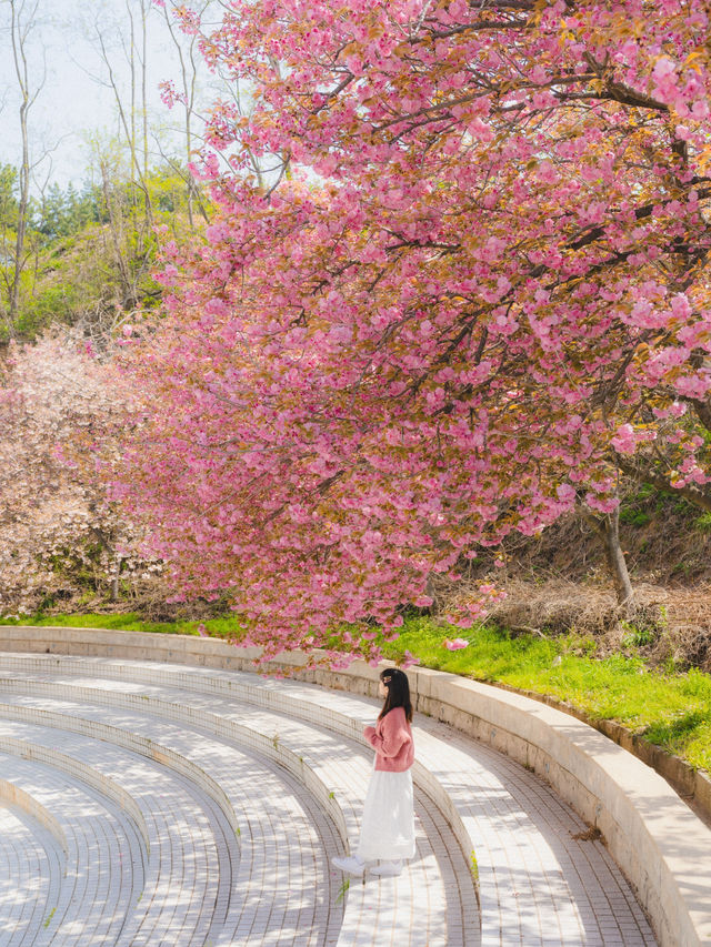 부산 근교 겹벚꽃 명소 모음🌸