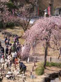 【横浜×大倉山公園梅林】 神奈川の梅の名所