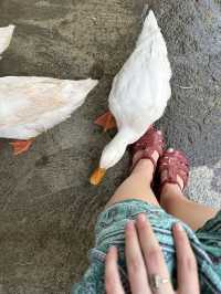 Become a Duck Leader in Phong Nha