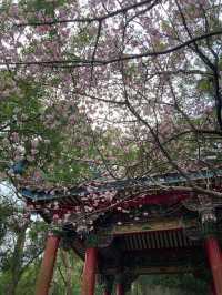 碧山巖櫻花步道賞櫻美景