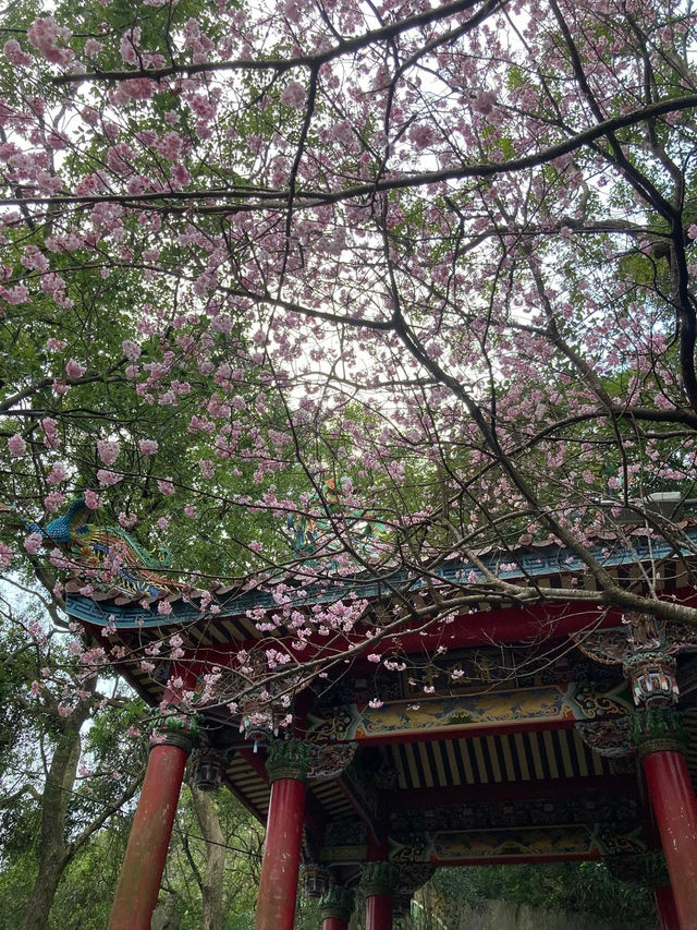 碧山巖櫻花步道賞櫻美景