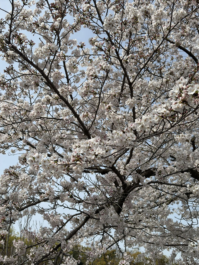 森之宮公園的櫻花盛開，難以忘懷的絕景 🌸✨