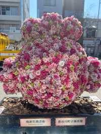 【桜神宮】河津桜とピンクリボン🎀が綺麗だった‼️