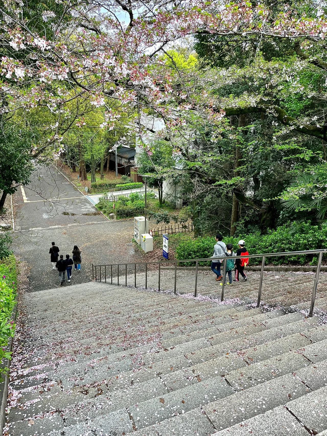 🇯🇵 大阪 | 大阪城公園的櫻吹雪 🌸