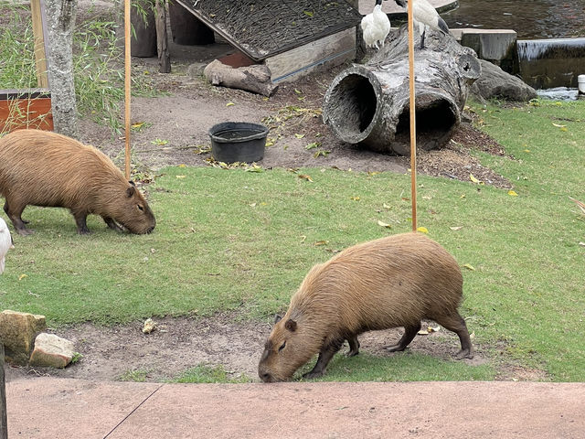 Taronga Zoo Sydney